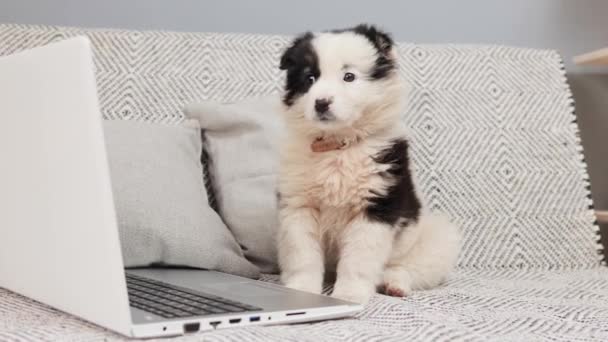 小白狗 黑色的坐在笔记本电脑前 睡在客厅里舒适的灰色沙发上 — 图库视频影像