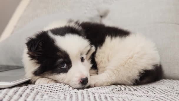 Trieste Eenzame Witte Puppy Met Zwarte Vlekken Bank Woonkamer Buurt — Stockvideo