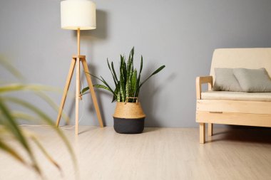 İç kısımda, dekoratif bir sepetin içinde, minimalist, ahşap minimalist bir kanepe ile tamamlanmış, yumuşak doğal ışıkla yıkanmış, uzun bir yılan bitkisi var..