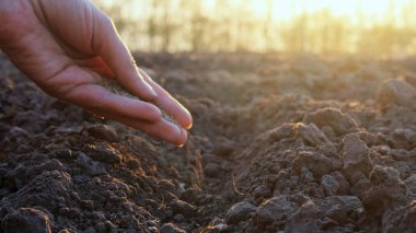 Bir el, güneş huzurlu bir çiftçilik ortamında batarken, büyümeyi ve yenilenmeyi simgeleyen tohumları nazikçe yeryüzüne saçıyor..