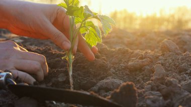 Eller, güneş doğarken verimli topraklara genç bir tohum eker ve çiftçilik faaliyetlerinin neşesini ön plana çıkarır..