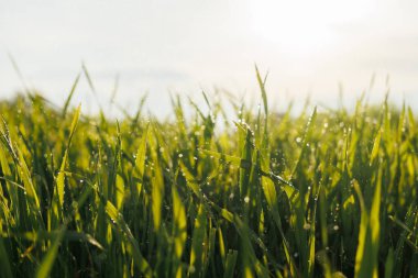 Güneş ışığı, küçük su damlacıklarıyla kaplı genç, yeşil buğdayların yapraklarını aydınlatır ve bir tarlada taze ve canlı bir büyüme sahnesi yaratır..