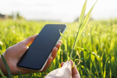 Bir çiftçi parlak güneş ışığı altındaki genç bir yeşil buğday tarlasını incelerken akıllı telefondaki verim göstergelerini kontrol eder.