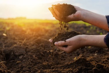 Bir kadının elleri, güneşli bir alanda zengin ve karanlık toprağı tutar ve inceler, sebze ve tohum ekme kalitesini değerlendirir, tarım ve ekolojiyi somutlaştırır..