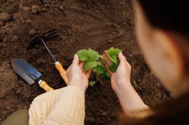 Genel bakış açısına göre, eller yavaşça karanlık toprakta büyüyen küçük bir bitkiyle ilgilenir, yakınlarda bahçe aletleri, bakım ve ekimi sembolize eder..