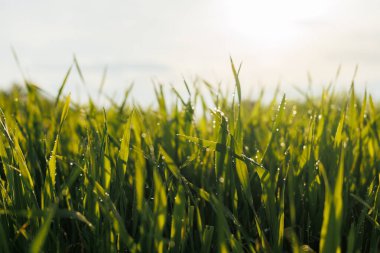 Sabah çiy damlaları yemyeşil çimenlere yapışır güneş ışığı şafak vakti tarlayı ılık ve yumuşak bir şekilde yıkarken..