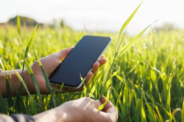 Eller nazikçe açık havada, parlak güneş ışığı altında yemyeşil çimlerle çevrili bir akıllı telefonu tutar..