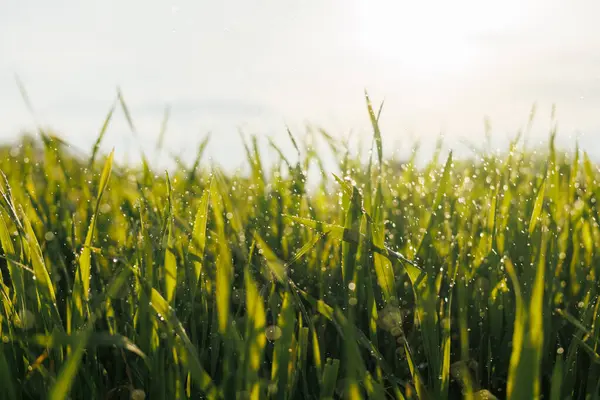 Gün ışığı, çiy damlacıklarıyla kaplı yemyeşil çimenlerin üzerinde parlar ve kırsal kesimde sabahın erken saatlerinde sakin bir atmosfer yaratır..