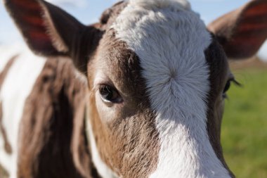 Çarpıcı desenlere sahip genç bir buzağı, berrak mavi gökyüzünün altında çevresini canlı yeşil alanlarda gözlemler, sükuneti somutlaştırır..