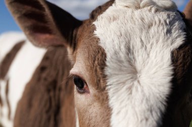 Belirgin kahverengi ve beyaz işaretlere sahip genç bir inek, açık gökyüzüne karşı anlamlı gözünü göstererek dikkatle bakar..