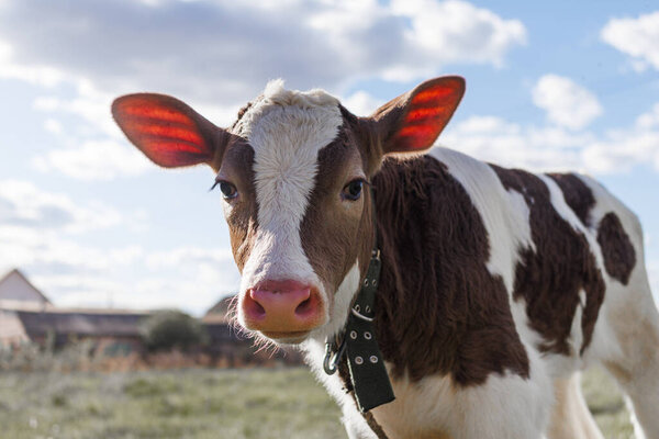 A curious young calf stands in a grassy field, looking directly at the camera under a bright blue sky filled with fluffy clouds.