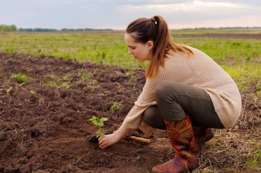 Bej renkli süveter ve koyu renk pantolon giyen biri tarlaya çömelir ve küçük yeşil bir bitkiyi elleriyle toprağa yerleştirir..