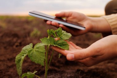 Bahçedeki yeşil fidanı izlemek için akıllı telefonu kullanan eller. Akıllı çiftçilik, tarım teknolojisi, büyüme.