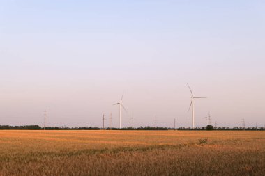 Alacakaranlıkta altın bir buğday tarlasında çoklu rüzgar türbinleri duruyor. Elektrik hatları kırsal alana yayılıyor ve sürdürülebilir enerjiyi simgeliyor..