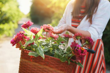 Çizgili elbiseli ve beyaz gömlekli bir insan güneşli bir günde eski bir bisiklette parlak pembe çiçeklerle dolu bir sepete dokunuyor..