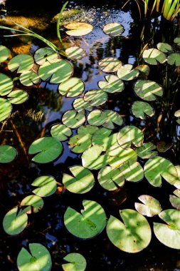 Parlak yeşil nilüferler sakin bir gölette süzülür. Güneş ışığı yakınlardaki yaprakların arasından süzülür. Sabahın erken saatlerinde sakin bir manzara yaratır..