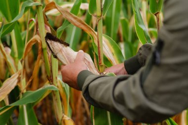 Eller, güneş ışığında yeşil bir tarladaki olgun mısırları dikkatlice kaldırır ve yaz sonlarındaki hasat zamanının güzelliğini gözler önüne serer..
