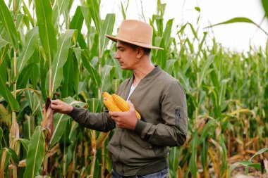 Uzun yeşil saplarla dolu güneşli bir tarlada taze hasat edilmiş koçanlarla mısır bitkilerini dikkatle değerlendiren bir insan..