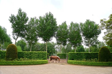 Tipik kahverengi Brabant atı doğal ortamında