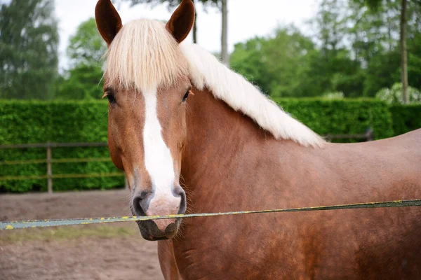 Tipik Kahverengi Brabant Atı Doğal Ortamında — Stok fotoğraf