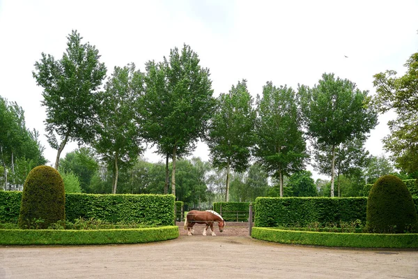 Cheval Typique Brabant Brun Dans Son Environnement Naturel — Photo