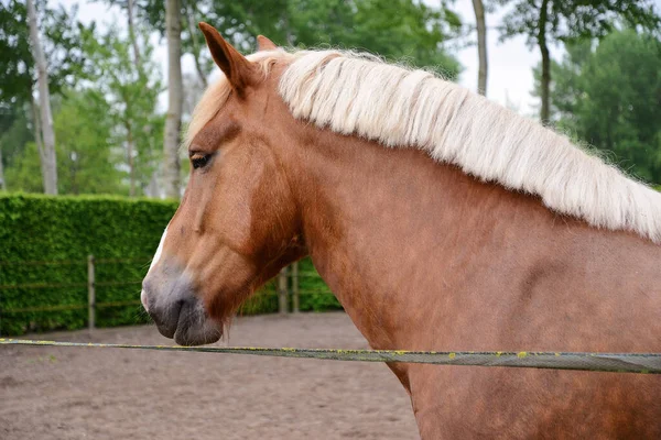 Typowy Brązowy Koń Brabancki Swoim Naturalnym Środowisku — Zdjęcie stockowe