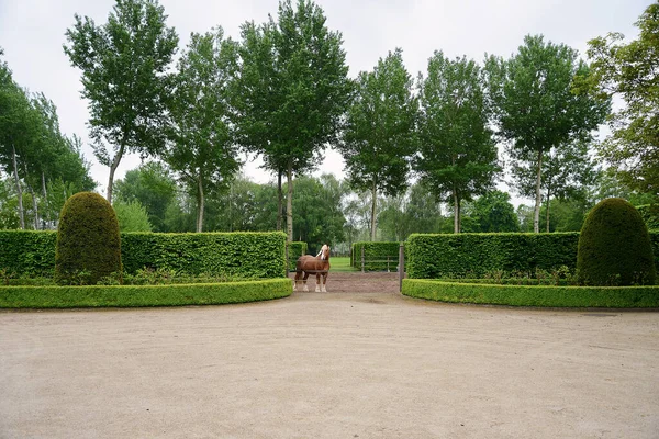 Típico Cavalo Brabante Marrom Seu Ambiente Natural — Fotografia de Stock
