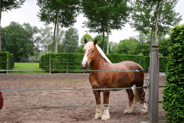 Típico Cavalo Brabante Marrom Seu Ambiente Natural — Fotografia de Stock