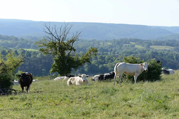 ベルギーの牛放牧 アルデンヌ地方の風景 — ストック写真