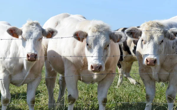 Belgian Cows Grazing Belgium Ardennes Countriside Landscape — Stock Photo, Image
