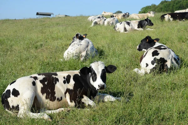 Бельгійські Корови Пасуться Бельгії Арденн — стокове фото