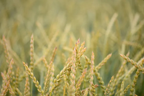 朝早く田舎の麦畑の景色を間近で見る — ストック写真
