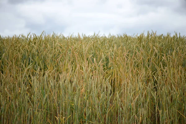 朝早く田舎の麦畑の景色を間近で見る — ストック写真