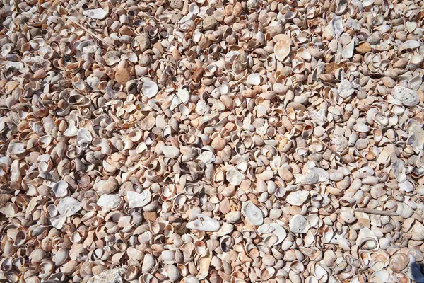 stock image Atlantic beach shell texture in close i-up for background