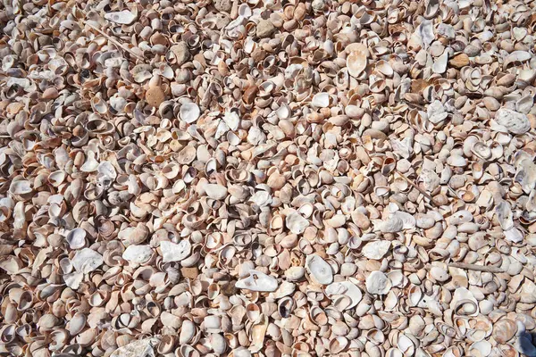 Stock image Atlantic beach shell texture in close i-up for background