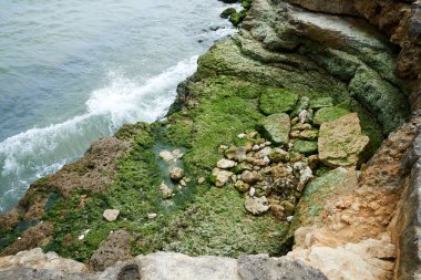 Coastline picture on charente maritime  atlantic ocean  with rocks and algae clipart