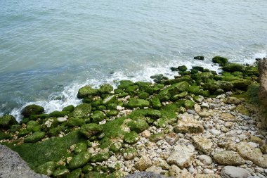 Charente Deniz Atlantik Okyanusu 'nda kayalar ve yosunlarla çekilmiş bir sahil resmi.