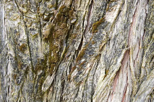 stock image Green moss texture on old wooden plank