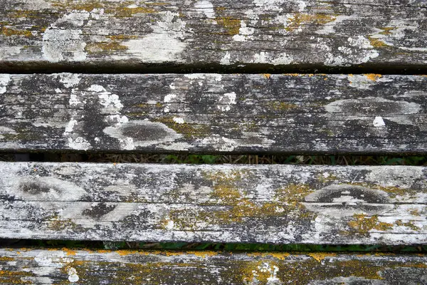 stock image Green moss texture on old wooden plank