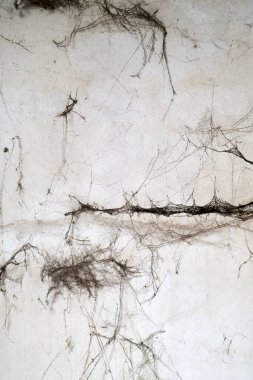 Dirty white wall in grungy loft with moisture and spider web