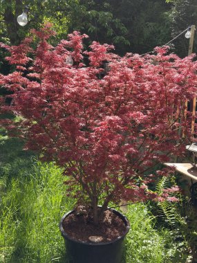 Muhteşem Japon kırmızı akçaağacı ilkbahar zamanı güneşli bir günde