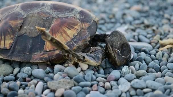 Eine Tote Meeresschildkröte Fortgeschrittener Verwesung Strand Auf Kieselsteinen Liegend — Stockvideo