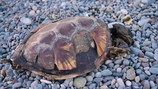 Eine Tote Meeresschildkröte Fortgeschrittener Verwesung Strand Auf Kieselsteinen Liegend — Stockvideo