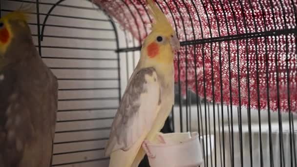 Piękny Papuga Cockatiel Stoi Nieruchomo Patrzy Wnętrza Klatki — Wideo stockowe