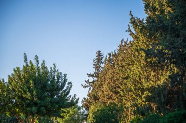 Kıbrıs'ta orman yoluyla güzel patika