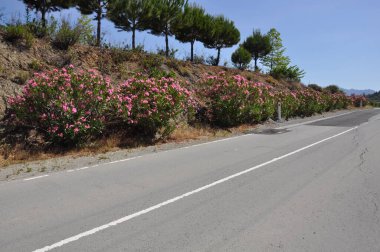 Güzel boş asfalt yolu Kıbrıs 'ta yemyeşil ağaçların arasında büyüyor.