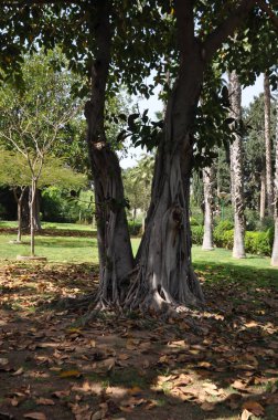 Limasol Belediye Bahçesi, çiçek açan ve renkli saksıları ve bitkileri olan güzel yeşil bir bahçeden geçen yol.