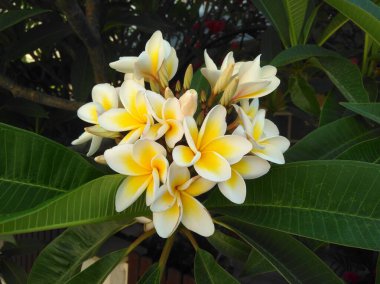 Güzel Plumeria çiçek bahçesinde