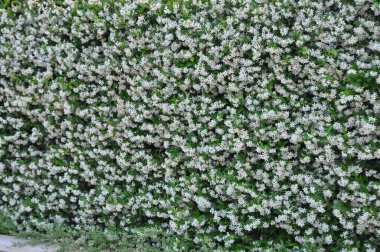 Güzel Yasemin çiçek bahçesinde