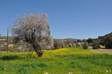 Tarım Alanında Zeytin, Tesisler ve Tarım Arazisi Malzemeleri